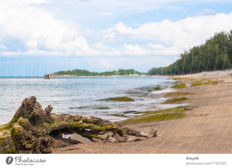 Getrocknete Baumwurzel am Strand schön Freiheit Sommer Meer Insel Berge u. Gebirge Umwelt Natur Landschaft Pflanze Sand Wasser Himmel Wolken frisch groß klein