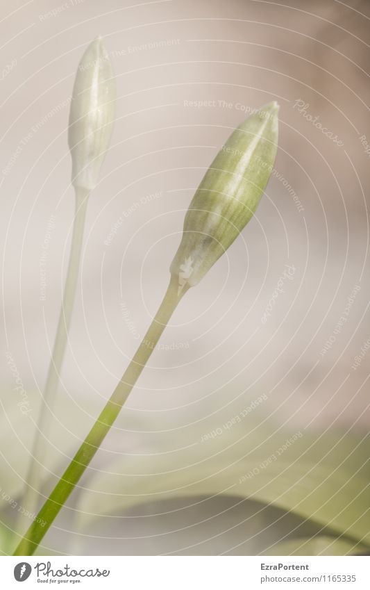 Bärlauch Umwelt Natur Pflanze Frühling Blume Blüte Nutzpflanze Wildpflanze Garten Wald Blühend grün Kräuter & Gewürze lecker Doppelbelichtung geschlossen