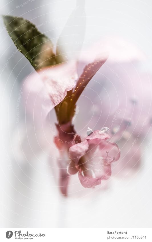 Pfirsichdoppel (benebelt) Umwelt Natur Pflanze Frühling Klima Baum Blatt Blüte Grünpflanze Nutzpflanze Blühend ästhetisch hell natürlich grün rosa rot weiß Duft