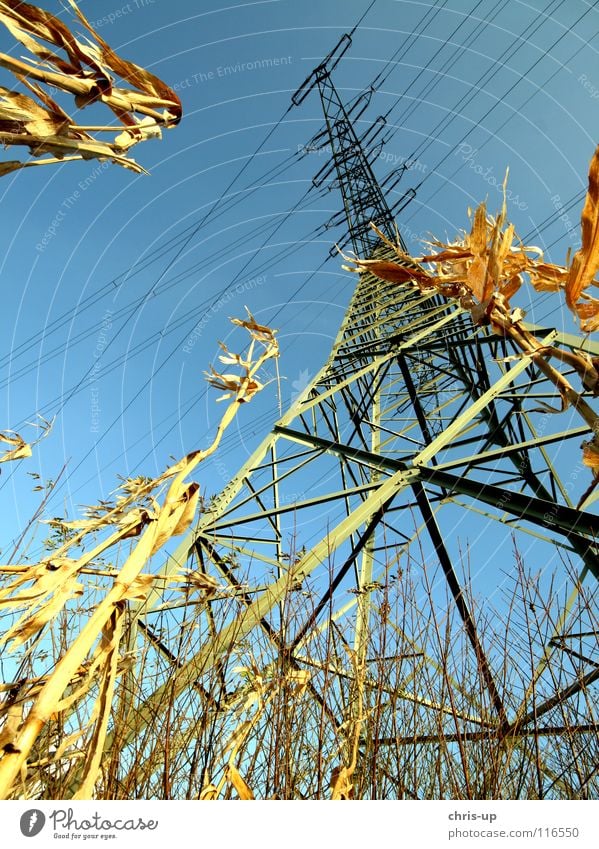 Frosch blickt auf Strommast Energiewirtschaft Feld Maisfeld Ernte Elektrizität Weitwinkel Holz grün Umweltverschmutzung Kohlekraftwerk Elektrisches Gerät