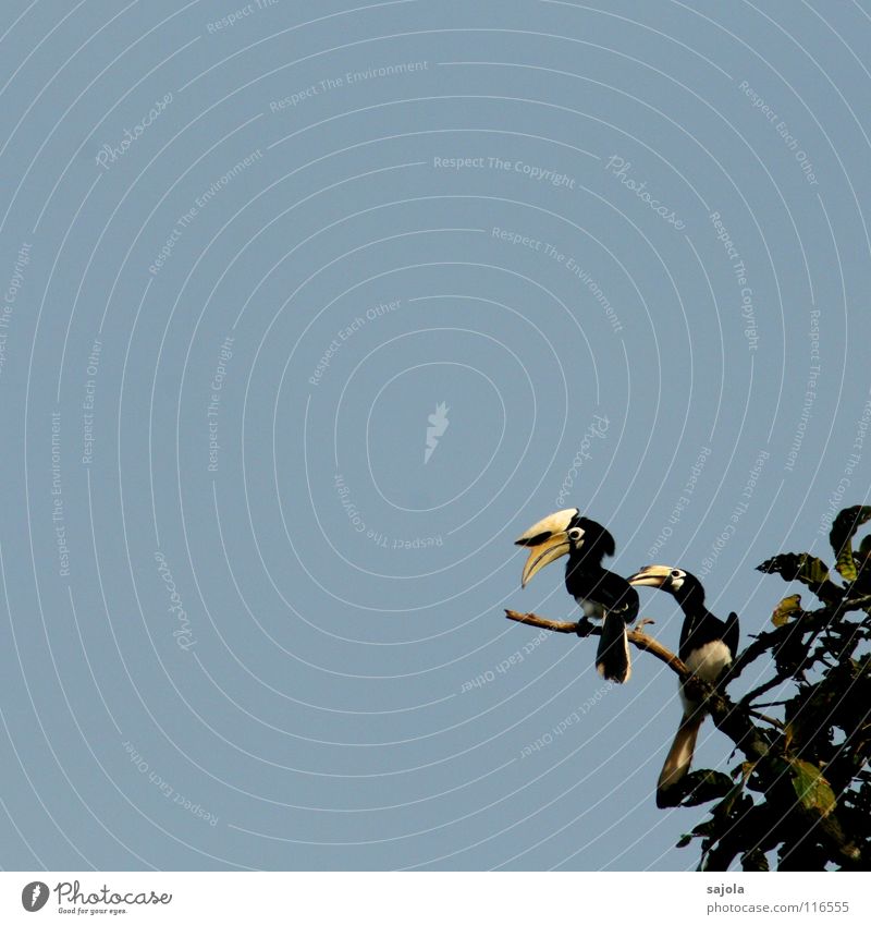 schau mich doch an!!! Natur Tier Himmel Urwald Wildtier Vogel 2 Tierpaar blau gelb schwarz weiß Wachsamkeit Pause Nashornvögel Schnabel Feder Auge Schwanz