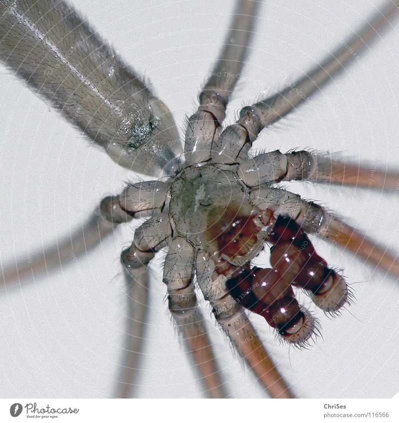 Zitterspinne, Pholcus phalangioides_02 Spinne Baldachin Tier Insekt maskulin Ekel Gliederfüßer Leuchttisch Nordwalde Angst Panik Makroaufnahme Nahaufnahme