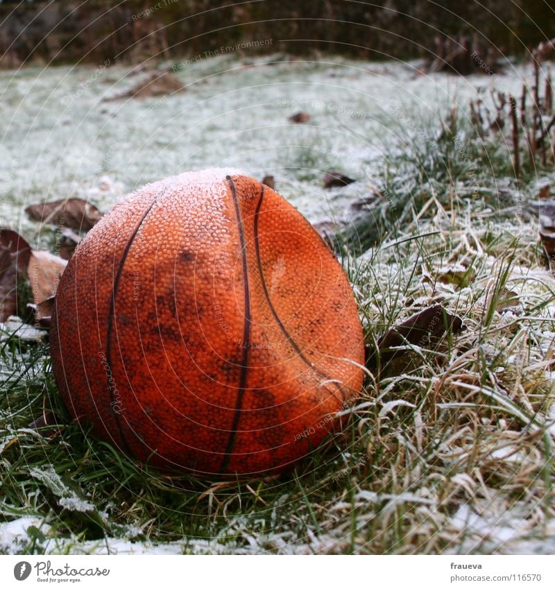 einsamer ball 2 Gras vergessen Einsamkeit Winter rund gefroren Blatt Raureif Eis kaputt Sport Spielen Ballsport Basketball Strukturen & Formen Kugel Linie