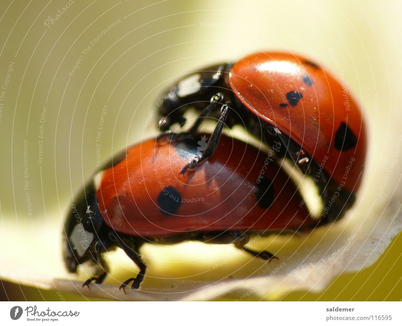 Marienkäfer Liebe Fortpflanzung rot Tier Makroaufnahme Nahaufnahme orange natur Leben Käfer Punkt