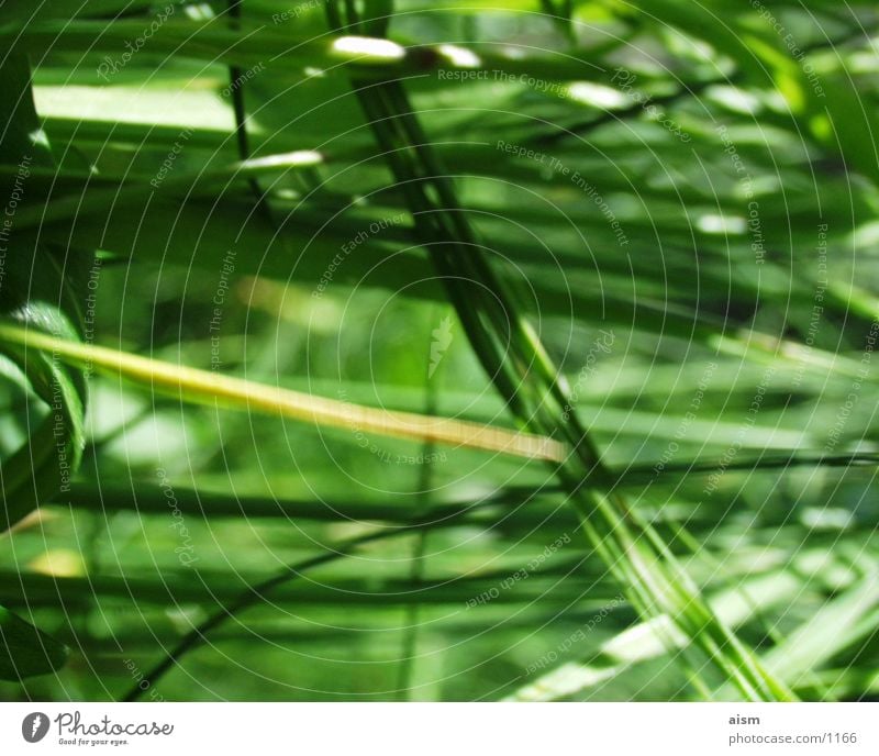 green Gras Wiese grün Halm Rasen