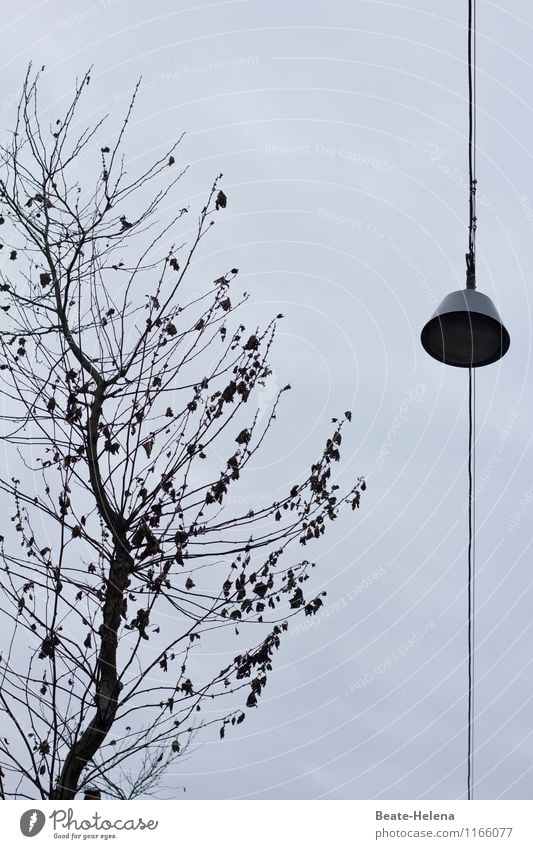 ich bin ganz gespannt Natur Baum Menschenleer leuchten warten dunkel grau schwarz Vorfreude Spannungsbogen Leitung Straßenbeleuchtung Lampe Lampenschirm