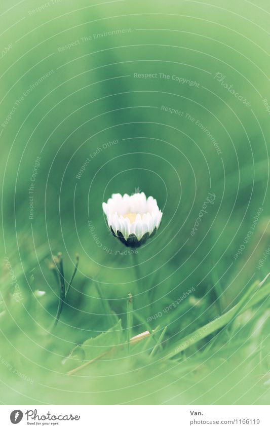 Gänseblümchen Natur Pflanze Frühling Blume Gras Garten Wiese Wachstum klein schön grün weiß Farbfoto Gedeckte Farben Außenaufnahme Nahaufnahme Makroaufnahme