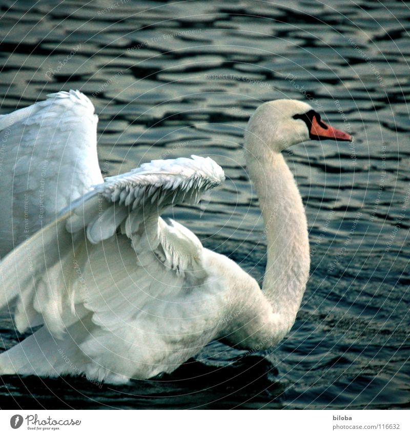 Schau mal her, kleiner! Schwan Federvieh weich Vogel Gewässer See Brunft anstrengen kämpfen Tier tierisch Schwanensee weiß Wut Ärger Kraft Wasservogel Fluss