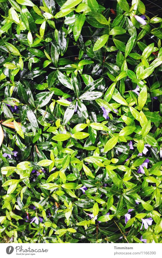 Maiengrün. Natur Pflanze Regen Blatt Wachstum glänzend hell nass natürlich Gefühle Leben maigrün Farbfoto Außenaufnahme Menschenleer Tag Licht Schatten