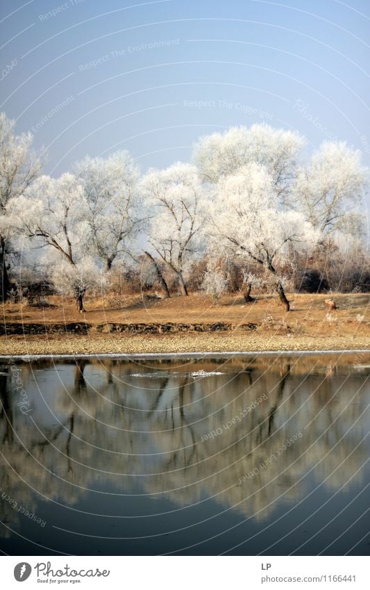 Mures 1 Umwelt Natur Landschaft Urelemente Erde Luft Wasser Himmel Wolkenloser Himmel Frühling Winter Schönes Wetter Eis Frost Schnee Baum Wald Küste Seeufer