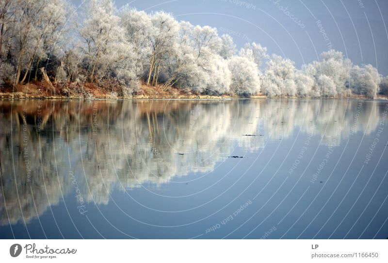 Flussufer Natur Landschaft Erde Luft Wasser Wolkenloser Himmel Wetter Schönes Wetter Eis Frost Baum Wald Küste Seeufer Mures River Gefrorene Bäume frieren