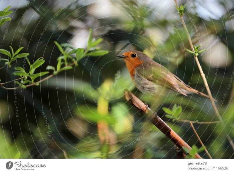 Hinterm Zaun versteckt Umwelt Natur Frühling Schönes Wetter Sträucher Garten Tier Wildtier Vogel Singvögel Rotkehlchen 1 beobachten natürlich Neugier grün