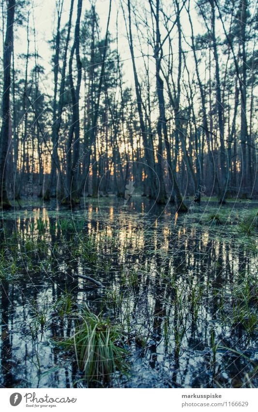 reflexion Freizeit & Hobby Ferien & Urlaub & Reisen Tourismus Ausflug Abenteuer Natur Landschaft Pflanze Tier Herbst Baum Gras Sträucher Moos Teich beobachten