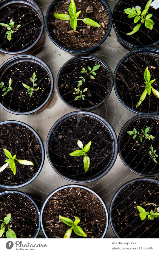 aufzucht urban gardening Lebensmittel Gemüse Salat Salatbeilage Kräuter & Gewürze Tomate Bioprodukte Vegetarische Ernährung Diät Slowfood Lifestyle Freude Glück