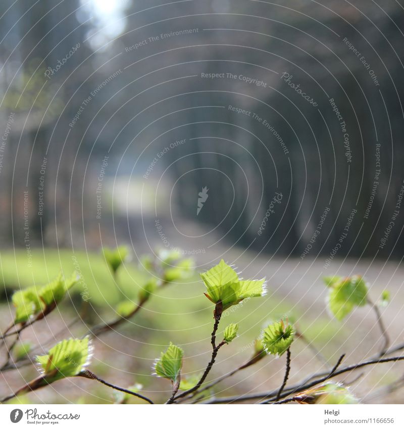 frisches Grün... Umwelt Natur Landschaft Pflanze Frühling Schönes Wetter Baum Blatt Wildpflanze Zweig Buche Buchenblatt Wald Wachstum ästhetisch schön natürlich