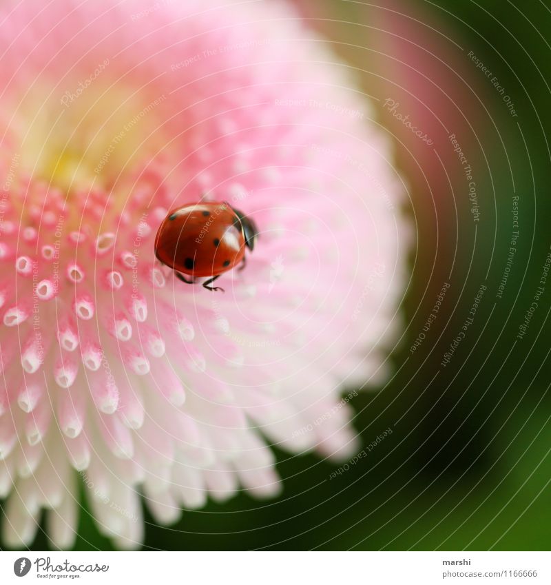 Punktesammlerin Natur Pflanze Blume Tier 1 Stimmung Gänseblümchen Marienkäfer Käfer Wunsch Glück Farbfoto Außenaufnahme Nahaufnahme Detailaufnahme Makroaufnahme