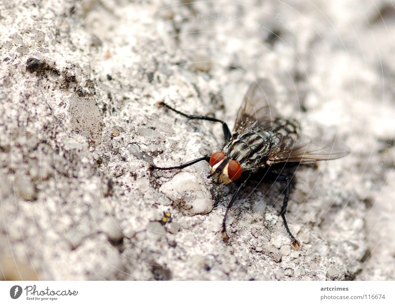 Redeye Beton Unschärfe Tiefenschärfe rot schwarz weiß grau Gefühle Momentaufnahme Insekt Macht Rüssel Makroaufnahme Facettenauge Nahaufnahme Fliege Flügel ruhig