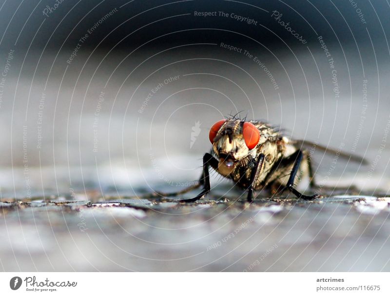 The Bubble-Fly Beton Unschärfe Tiefenschärfe rot schwarz weiß grau Gefühle Momentaufnahme Insekt Macht Rüssel Makroaufnahme Facettenauge Nahaufnahme Fliege