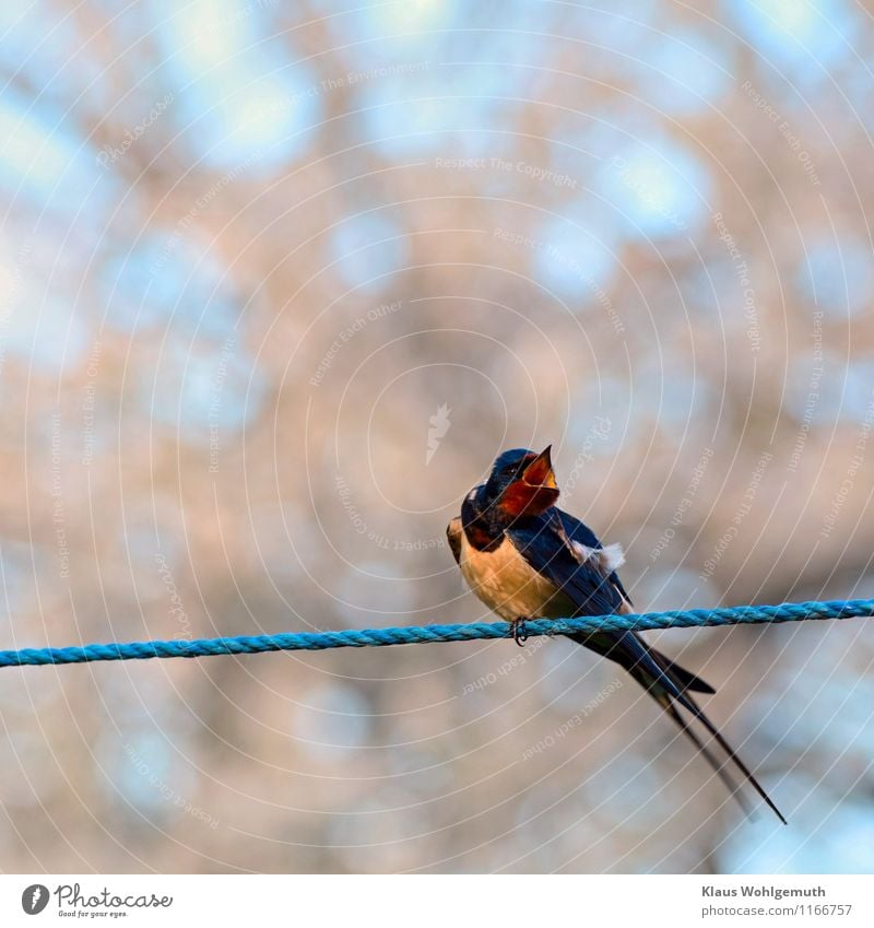 Balanceakt Umwelt Natur Tier Frühling Garten Dorf Wildtier Vogel Tiergesicht Flügel Schwalben Rauchschwalbe 1 fliegen schaukeln sitzen exotisch blau braun