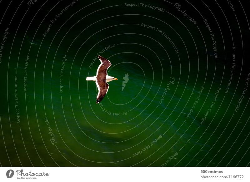 Flying away... Abenteuer Ferne Freiheit Berge u. Gebirge wandern Natur Wasser Schönes Wetter See Tier Vogel Möbel 1 fliegen frei Unendlichkeit Sauberkeit grün