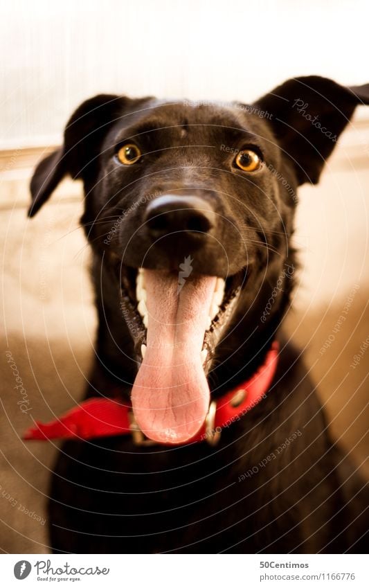 my black dog Haustier Hund 1 Tier atmen Blick Glück kuschlig natürlich Neugier niedlich schön verrückt wild Freundschaft bedrohlich schwarz Halsband