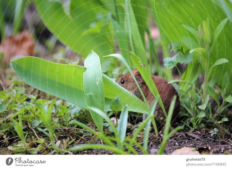 Mäuschen, Mäuschen komm heraus! Umwelt Natur Tier Erde Frühling Sommer Herbst Pflanze Gras Blatt Grünpflanze Garten Park Wiese Wildtier Maus Fell Waldmaus