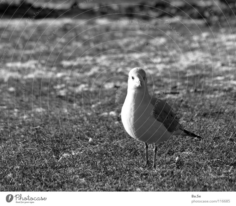 Nanu? Möwe Tier Vogel Stuttgart Park weiß Gras Außenaufnahme Porträt Deutschland Landschaft