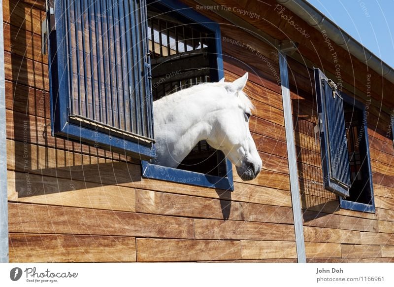 White Beauty Lifestyle elegant Freizeit & Hobby Reiten Abenteuer Sport Reitsport Tier Haustier Nutztier Pferd 1 stehen Traurigkeit blond Coolness schön weiß