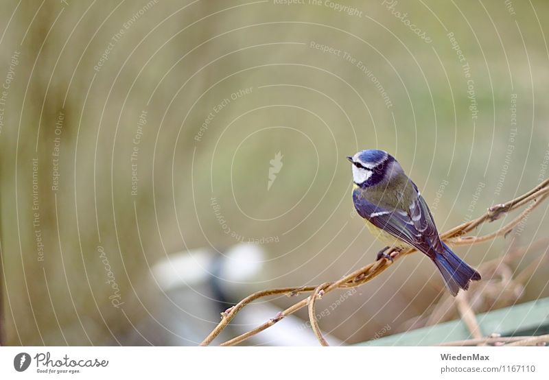 Vogelperspektive Natur Tier Frühling Sommer Herbst Schönes Wetter Sträucher Garten Satellitenantenne Blaumeise 1 beobachten entdecken Erholung genießen Blick