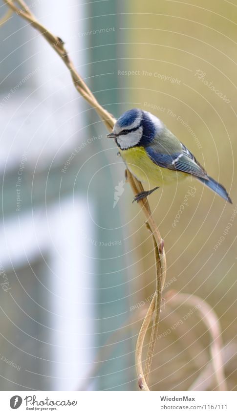 Blaumeise auf Ast Umwelt Natur Frühling Sommer Herbst Schönes Wetter Zweig Garten Park Einfamilienhaus Tier Vogel 1 beobachten entdecken sitzen außergewöhnlich