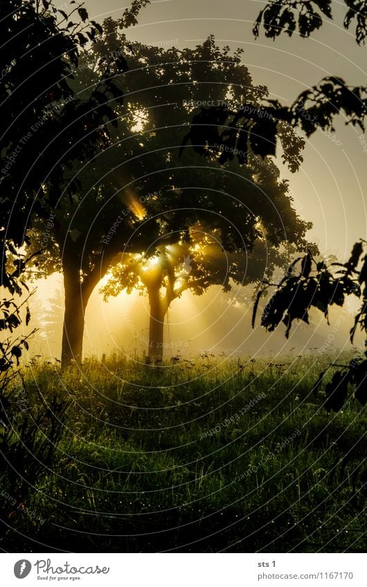 Sonnenaufgang Natur Landschaft Sonnenuntergang Baum Wiese Feld atmen entdecken Erholung genießen Lächeln außergewöhnlich Fröhlichkeit Glück hell natürlich Wärme