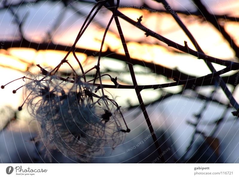 Puschel im Abendlicht Farbfoto Nahaufnahme Makroaufnahme Menschenleer Dämmerung Lichterscheinung Schwache Tiefenschärfe Erholung Natur Pflanze Sonnenaufgang