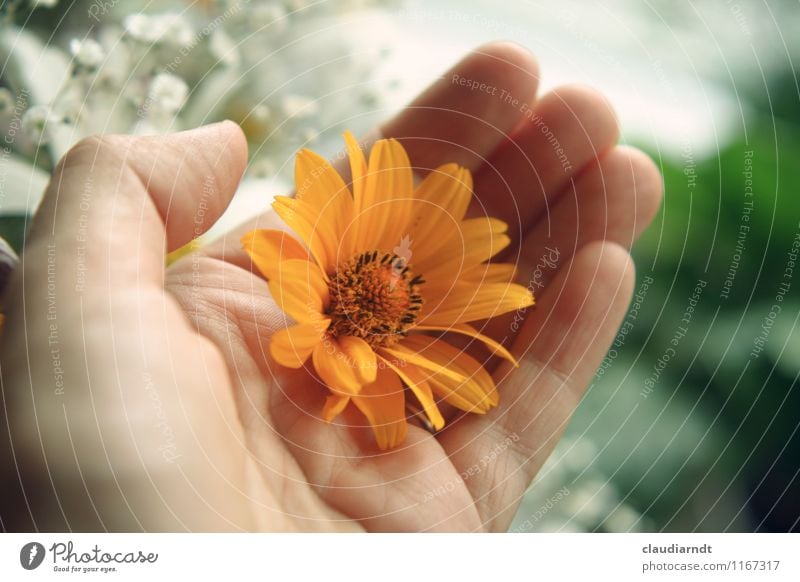 Fleur Muttertag Geburtstag Mensch Hand 1 Pflanze Blume Blüte schön gelb grün orange Glück Liebe trösten dankbar schenken Geschenk festhalten Blumenhändler