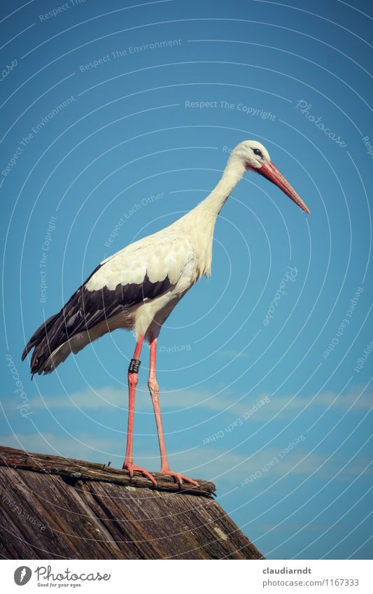 Adebar Natur Tier Wolkenloser Himmel Schönes Wetter Wildtier Vogel Storch 1 stehen Beine Dachfirst Farbfoto Außenaufnahme Menschenleer Textfreiraum oben