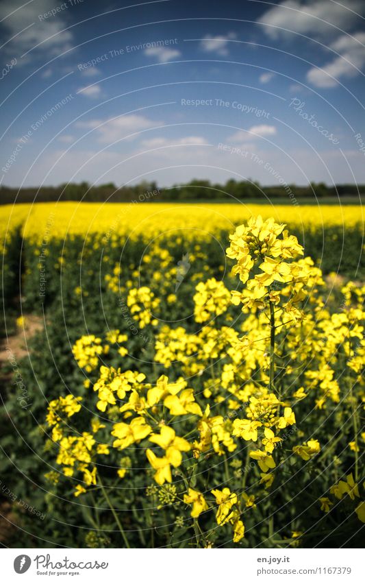 Monokultur Ernährung Gesunde Ernährung Allergie Ferien & Urlaub & Reisen Ausflug Sommer Sommerurlaub Landwirtschaft Forstwirtschaft Umwelt Natur Landschaft