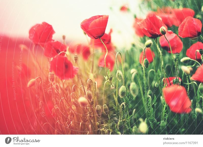 bildersommer Umwelt Natur Landschaft Pflanze Frühling Sommer Schönes Wetter Blume Blüte Mohn Wiese Feld Blühend leuchten außergewöhnlich frisch gigantisch grün