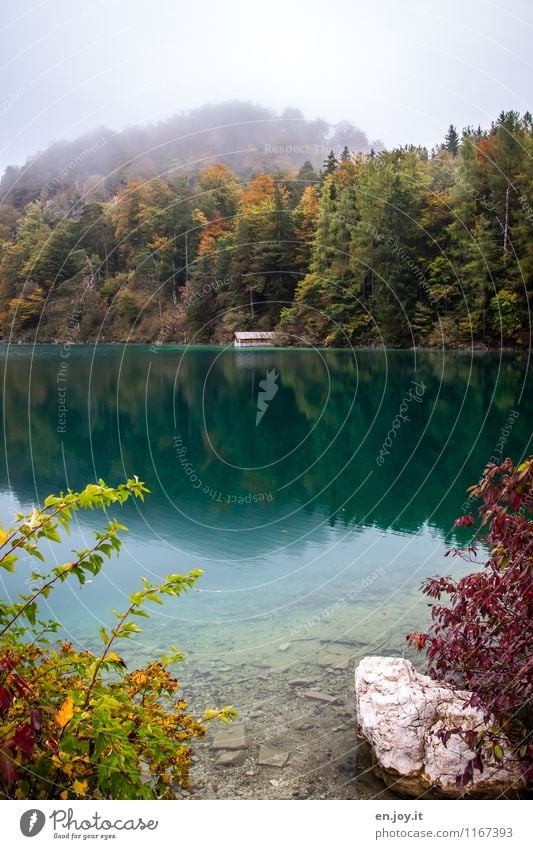 grau und doch bunt Ferien & Urlaub & Reisen Tourismus Ausflug Abenteuer Umwelt Natur Landschaft Pflanze Himmel Herbst schlechtes Wetter Nebel Sträucher Wald See