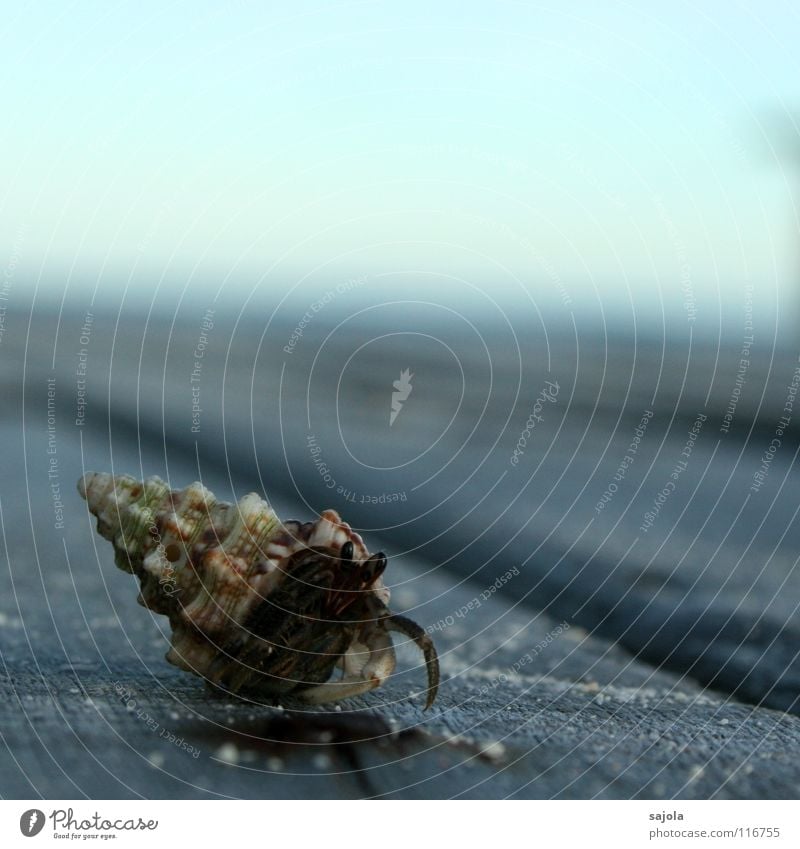 einsiedlerkrebs Meeresfrüchte Haus Tier Schnecke Muschel 1 Holz Schutz Krebstier Einsiedlerkrebs Beine Schneckenhaus Spirale Asien Strand dunkel Zufriedenheit