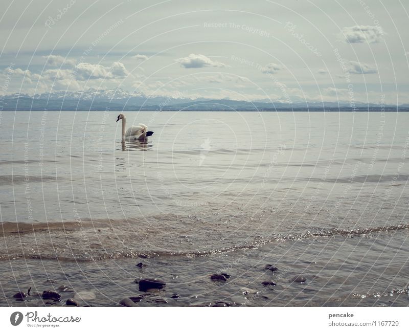 mein lieber schwan Natur Landschaft Urelemente Wasser Himmel Wolken Frühling Wetter See Bodensee Tier Schwan 1 Zeichen genießen Blick schaukeln