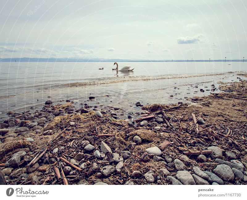 strand gut! Kunst Natur Landschaft Urelemente Erde Sand Wasser Himmel See Bodensee Tier Schwan Tiergruppe Stimmung Glück Lebensfreude Idylle Ente Strandgut