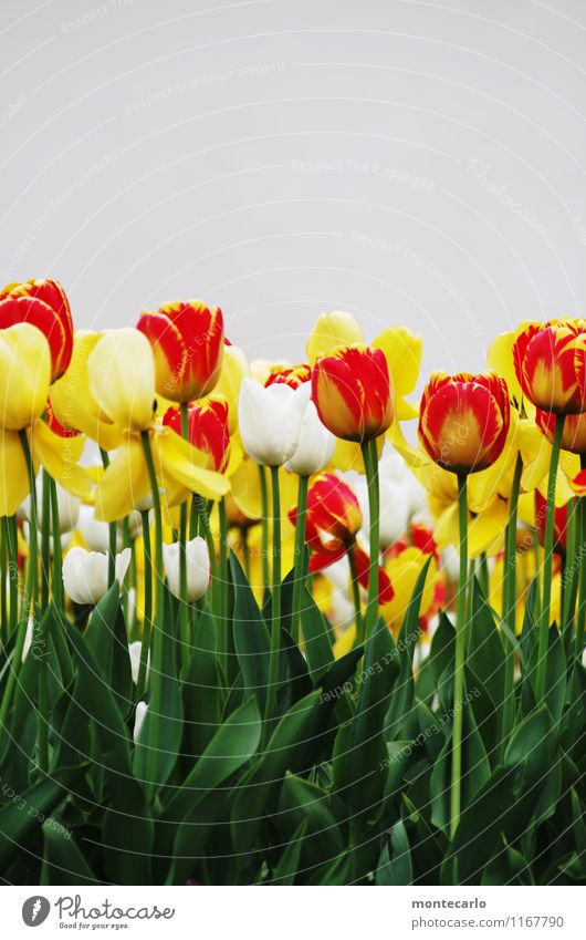 zum muttertag Umwelt Natur Pflanze Frühling Tulpe Blatt Blüte Grünpflanze Wildpflanze Duft dünn authentisch Freundlichkeit frisch lang natürlich rund wild weich