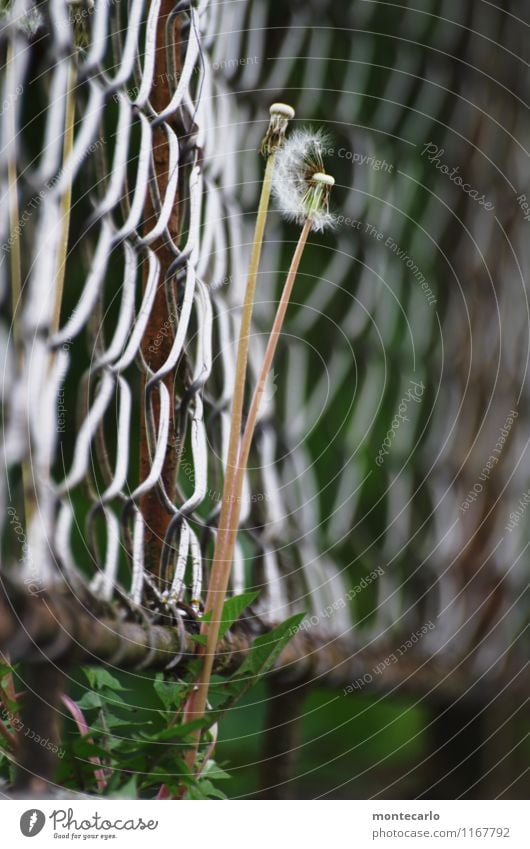 vergänglich Umwelt Natur Pflanze Frühling Blume Grünpflanze Wildpflanze Löwenzahn Zaun Maschendrahtzaun Metall alt dünn authentisch einfach hoch kaputt lang