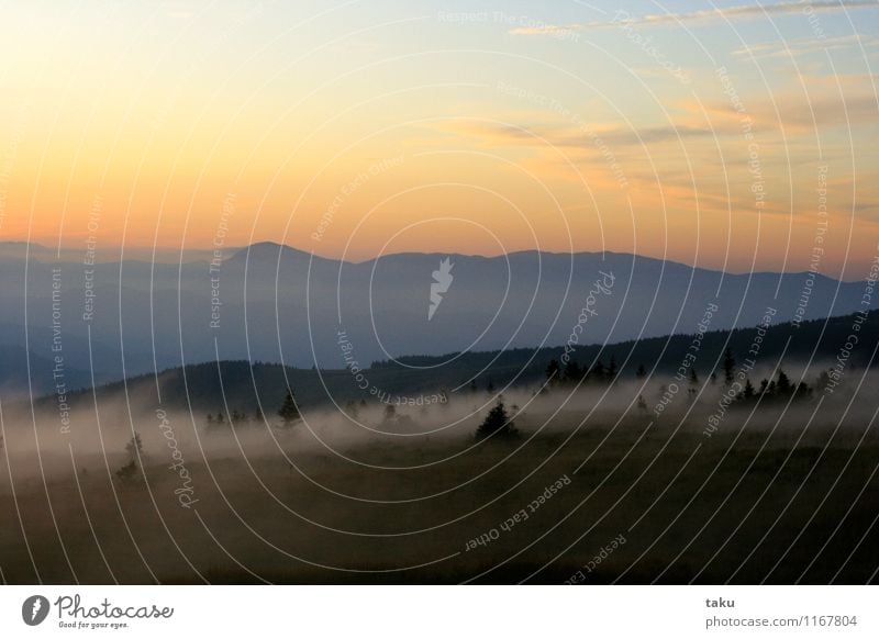 FOG Natur Landschaft Pflanze Urelemente Himmel Wolken Sonnenaufgang Sonnenuntergang Sommer Nebel Wald Hügel Gipfel Unendlichkeit Abenteuer Zufriedenheit