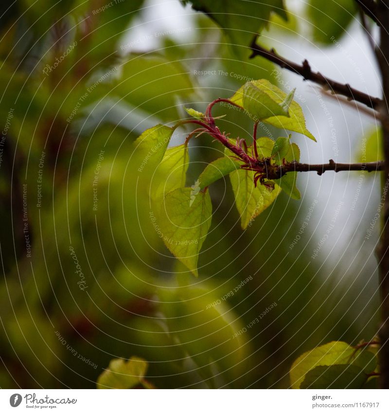 - kanariengrün - Umwelt Natur Pflanze Sträucher frisch braun grau kalt Jungpflanze durchscheinend Blatt Blattknospe Ast zartes Grün Blattadern Farbfoto