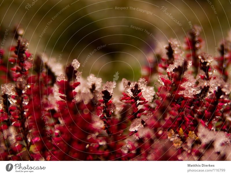 Heide Winter Eis Pflanze rot rosa Hintergrundbild Blumenbeet Unschärfe selektiv bewegungslos Friedhof Ausdauer kalt frieren Eiszapfen Dezember Frühling Stengel