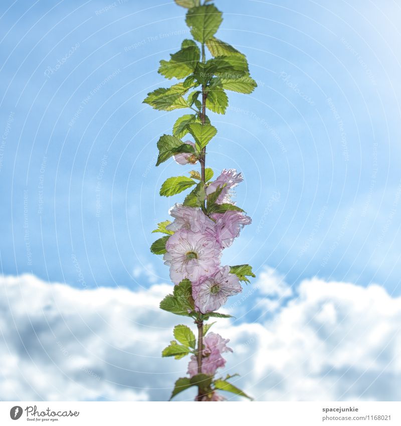 Flowers in the sky Umwelt Natur Himmel Wolken Frühling Sommer Schönes Wetter Pflanze Blatt Blüte Grünpflanze verblüht Wärme blau weiß luftig Seil aufwärts Licht