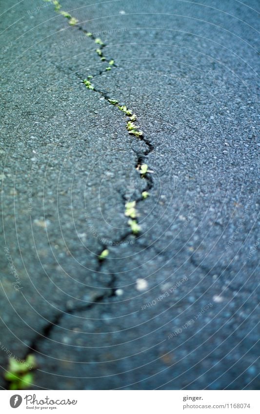 ^~^~ -- gerissen Straße gelb grau grün Asphalt anthrazit Riss geschwungen grün-gelb Linie Straßenbelag Teer Wachstum füllen kaputt Schlangenlinie Unschärfe