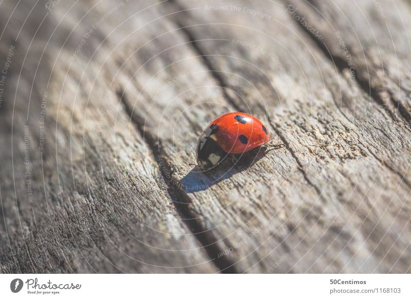 Marienkäfer Tier Wildtier Insekt Käfer 1 Holz gehen krabbeln Einsamkeit entdecken Ferien & Urlaub & Reisen Wachstum Wege & Pfade Farbfoto Gedeckte Farben