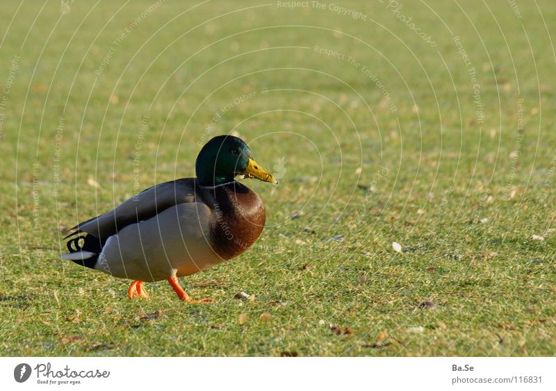 Watschende Ente Tier Vogel Stuttgart Park Ernährung Futter schön süß Fressen Gras Außenaufnahme Porträt Deutschland Lebensmittel Landschaft Glück