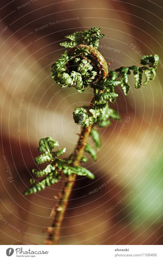 Farn Umwelt Frühling Pflanze Blatt Wald wild grün nachhaltig Umweltschutz Farbfoto Außenaufnahme Strukturen & Formen Textfreiraum rechts Textfreiraum oben Tag